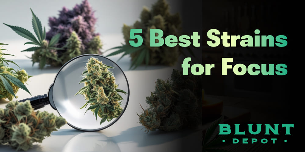 5 best strains for focus