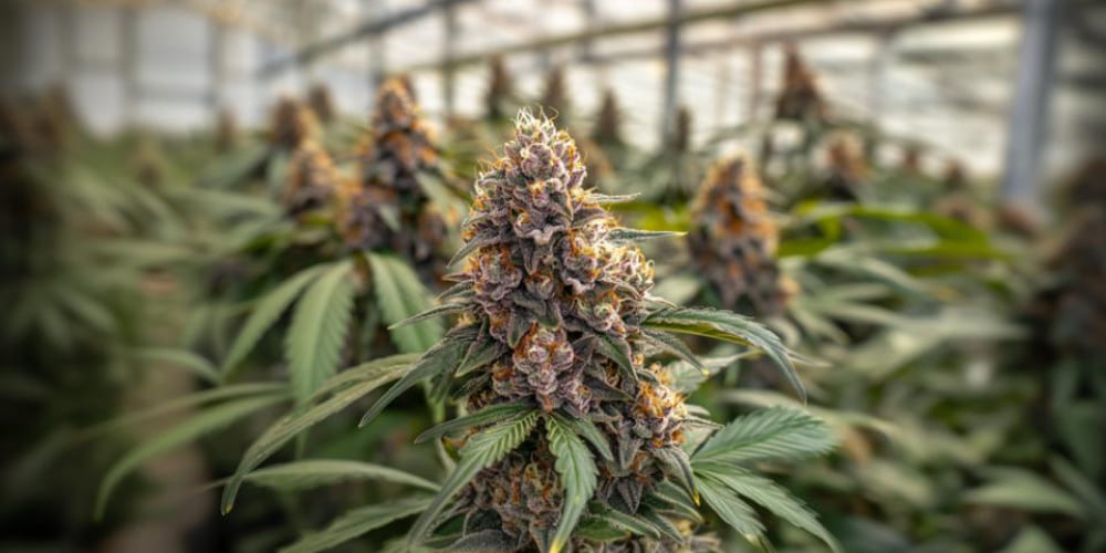 Candy Marker buds on a wooden surface with rich green and purple hues and visible trichomes.