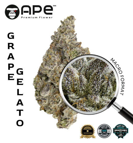 Grape Gelato APE THCA Flower – Premium cannabis with sweet grape and creamy gelato flavor, high THCA potency, available for delivery.