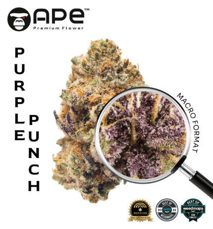 Purple Punch APE THCA Flower – Premium cannabis buds with rich purple hues and high THCA content.