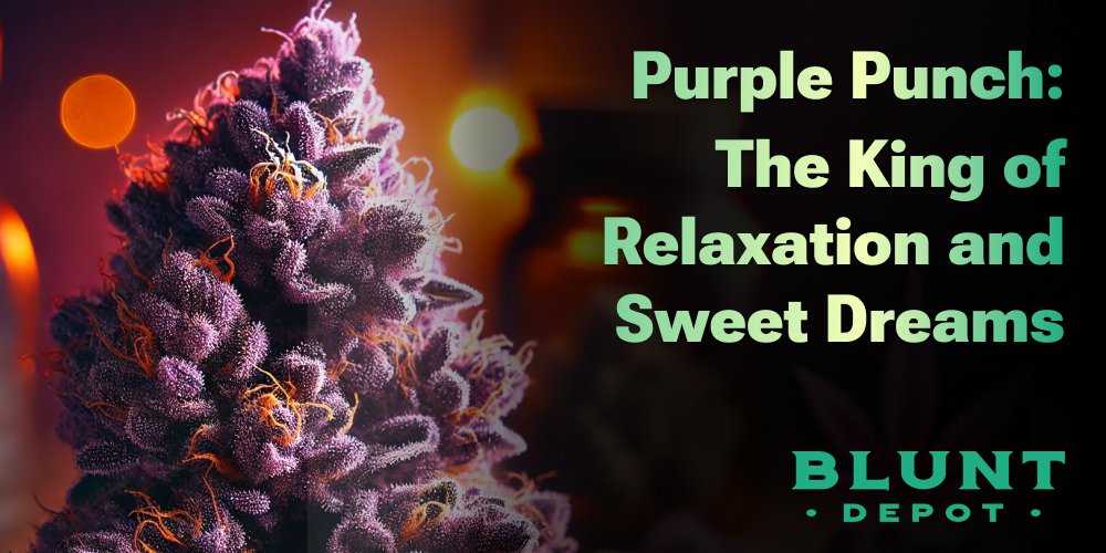 Bright purple buds of Purple Punch with crystalline trichomes, delivering a powerful aroma and relaxing effects