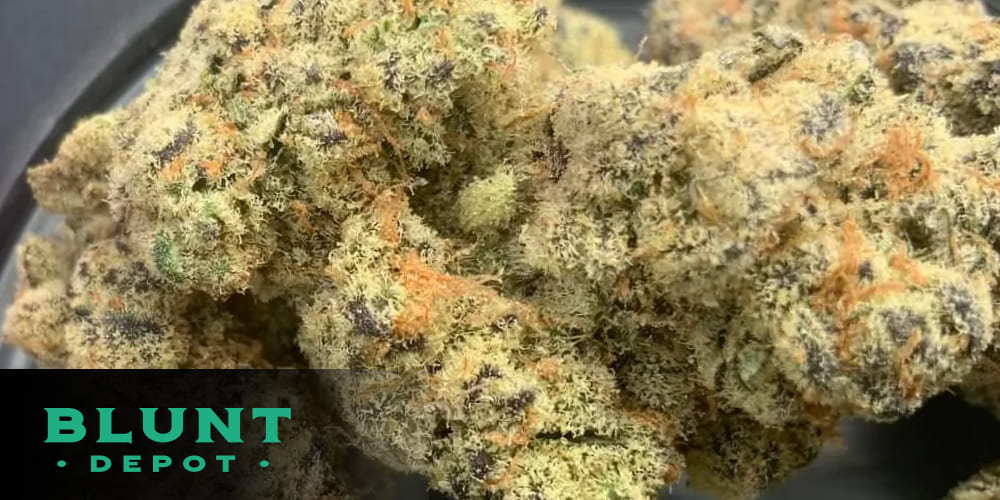 Super Silver Haze cannabis flower with visible trichomes, showcasing its potent THC levels