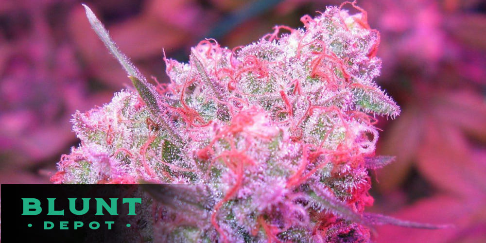 Artistic showcase of fruity cannabis strains with Strawberry Cough and Watermelon Zkittlez buds.