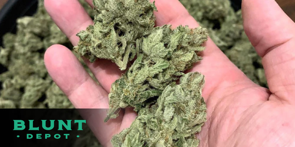 Sour Diesel THCA buds with light green color and dense structure