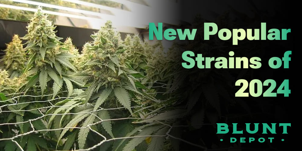 New Popular Strains of 2024