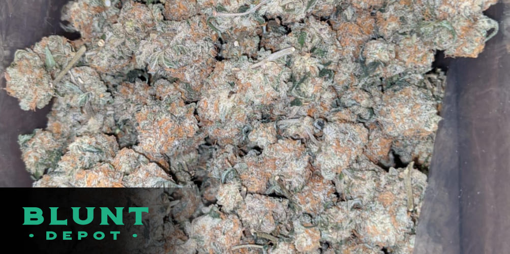 A jar of Venom OG cannabis showing its rich green buds with hints of purple