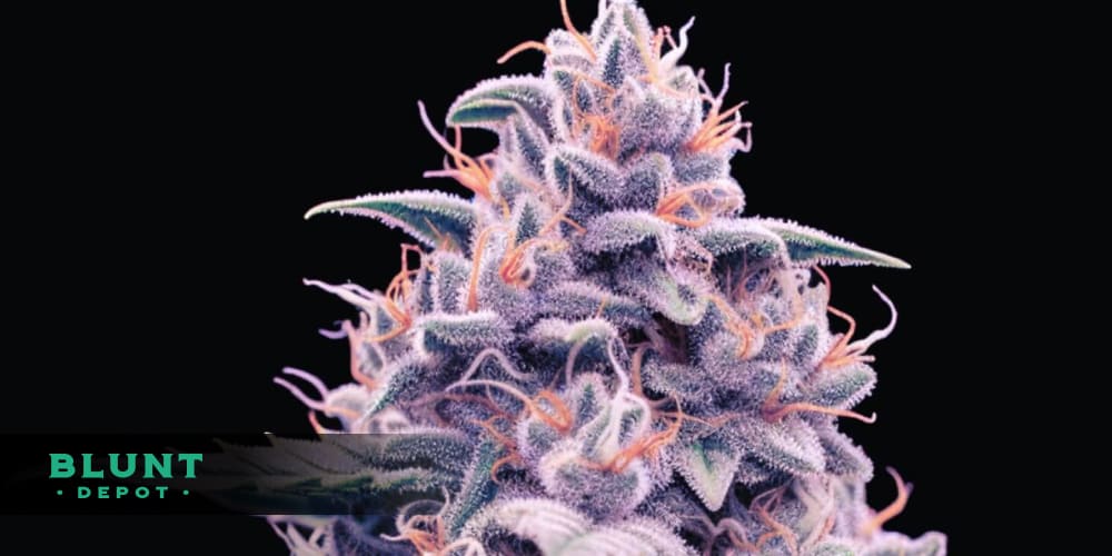 OG Kush cannabis buds with a focus on the bright, citrus-tinged leaves and crystal-covered trichomes.