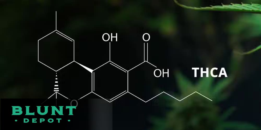 THCA cannabis flower in its natural state before heat activation.