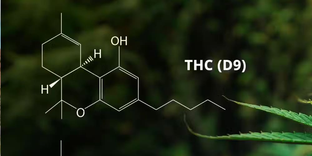 Close-up of THCA cannabis flower and trichomes, highlighting its rich cannabinoid content.