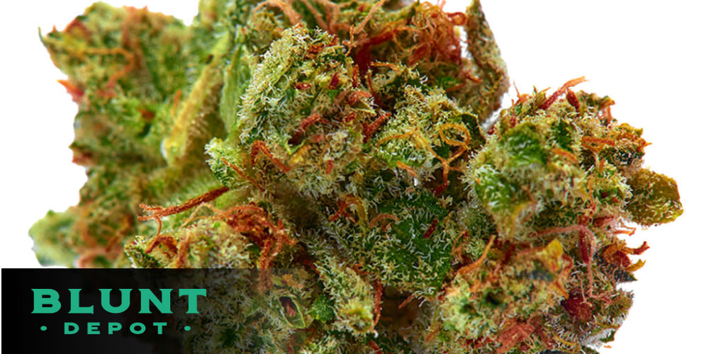 Top cherry weed strains buds perfect for smoking