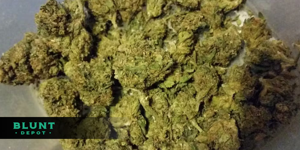 Candyland cannabis buds with an earthy, citrusy aroma, featuring green buds with purple accents and frosty trichomes.