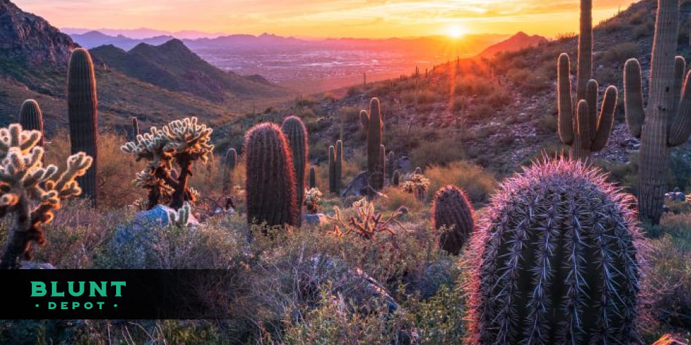 A courier handing over a Blunt Depot package to a customer at their Tucson home, with saguaro cacti visible nearby.