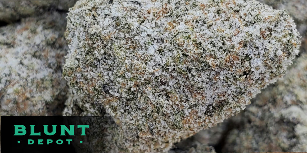 Trichomes-covered Snowball Weed cannabis flower ready for consumption