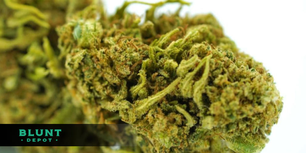 Tropicana Cookies cannabis buds with vibrant orange and green hues, covered in trichomes.