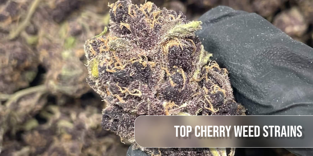 Frosty Black Cherry Gelato cannabis bud with deep purple and green shades.