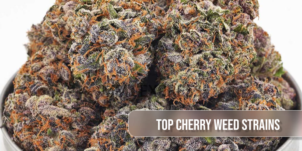 Cherry AK-47 cannabis strain with bright green buds and fiery orange hairs.