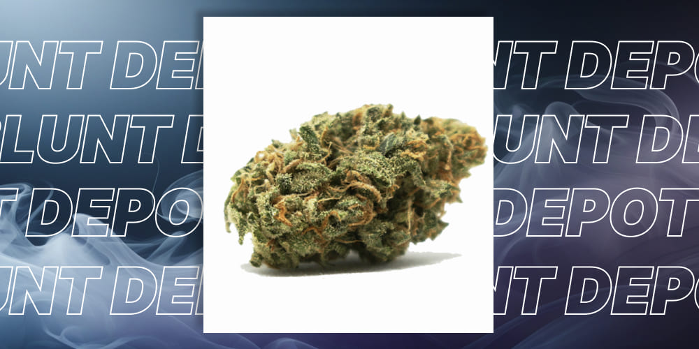 Jet Fuel cannabis strain with a sticky, trichome-coated texture, known for its high THCA content.