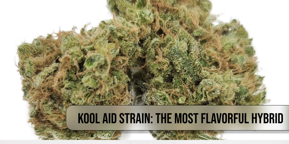 Kool Aid strain cannabis buds placed on a digital scale, emphasizing their dense and compact structure.