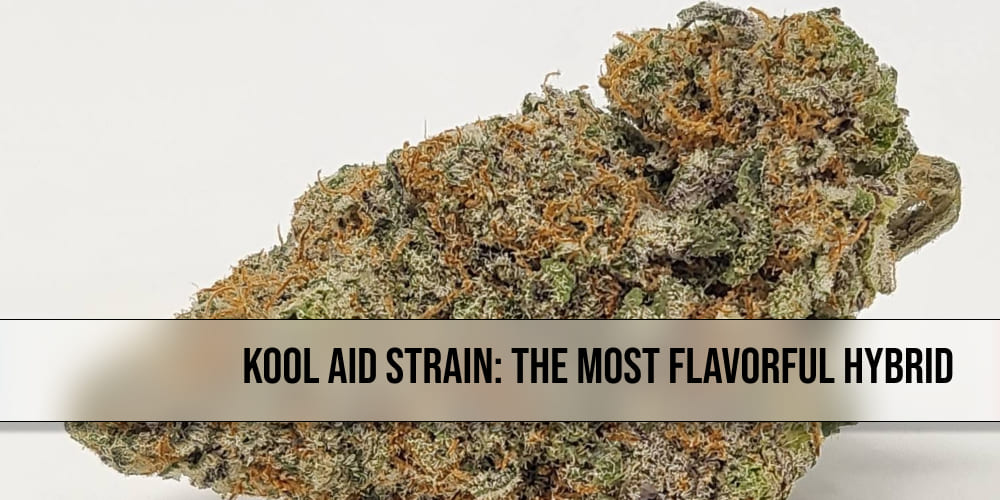 Kool Aid strain buds with deep purple and green colors, contrasted by bright orange pistils.