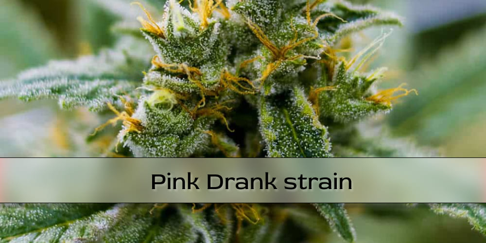 Hand holding a sticky, resin-rich Pink Drank Strain bud