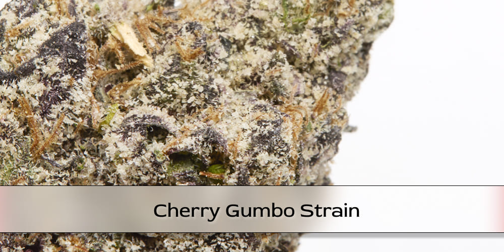 Cherry Gumbo plants ready for harvest outdoors