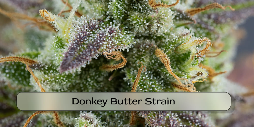 Donkey Butter cannabis flower ready for grinding