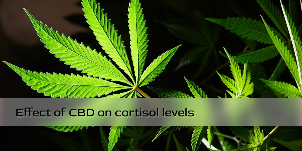 Effect of CBD on cortisol levels