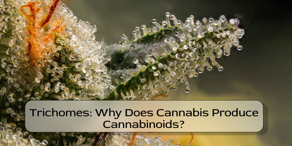 Detailed view of glandular trichomes on a cannabis bud