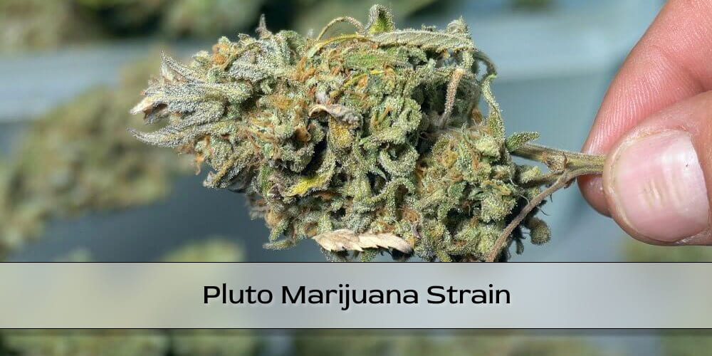 A vibrant Pluto cannabis flower