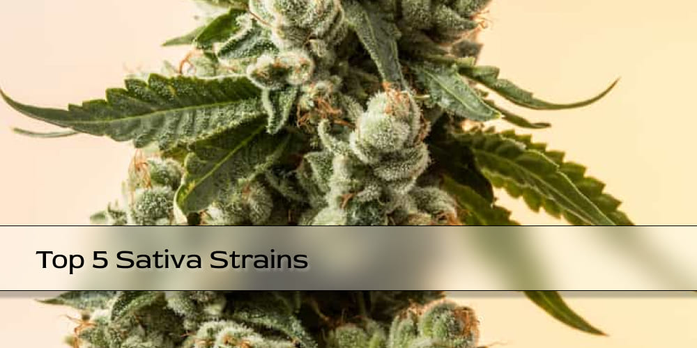 Fresh, frosty buds of Strawberry Cough with a sweet strawberry aroma