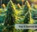 Top 5 Sativa Strains
