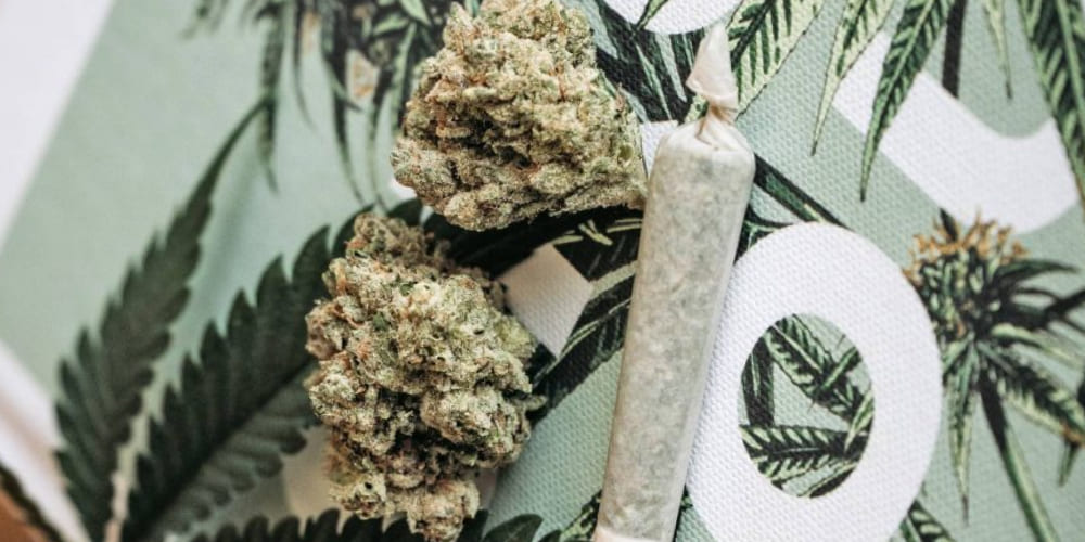 Close-up shot of frosty, resin-coated buds of Pluto marijuana
