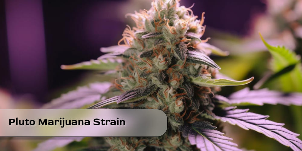 Healthy Pluto marijuana plants in the early stages of growth