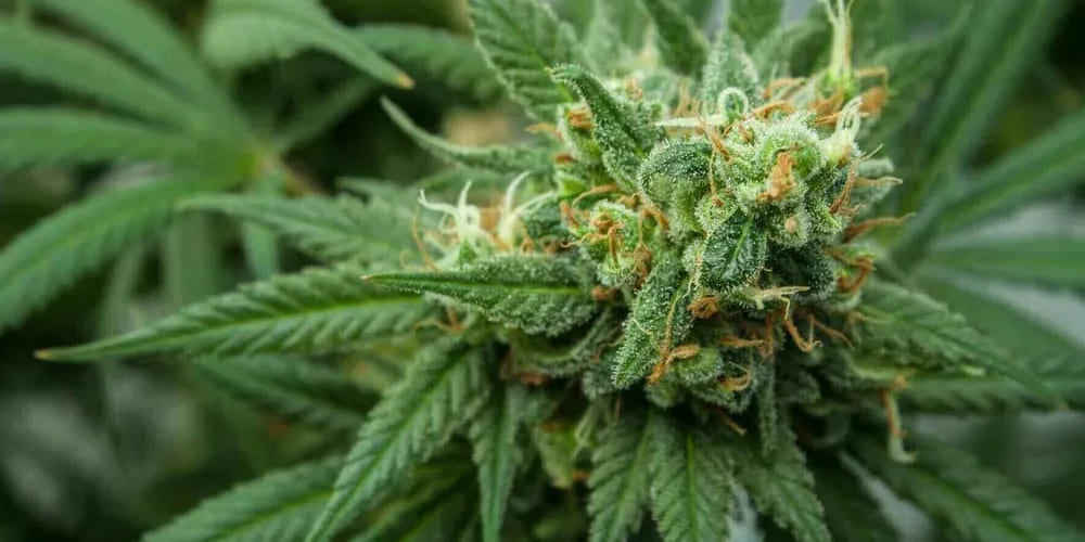 Harlequin medical cannabis strain with balanced THC and CB