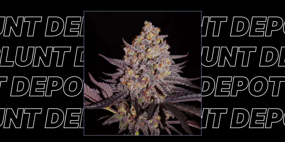 Pluto Marijuana Strain