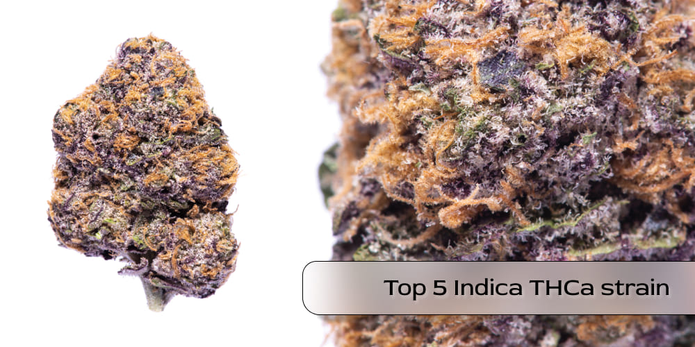 High-resolution image of Northern Lights THCa flower with orange hairs and dense buds