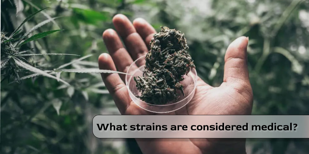 OG Kush medical cannabis strain with high THC content