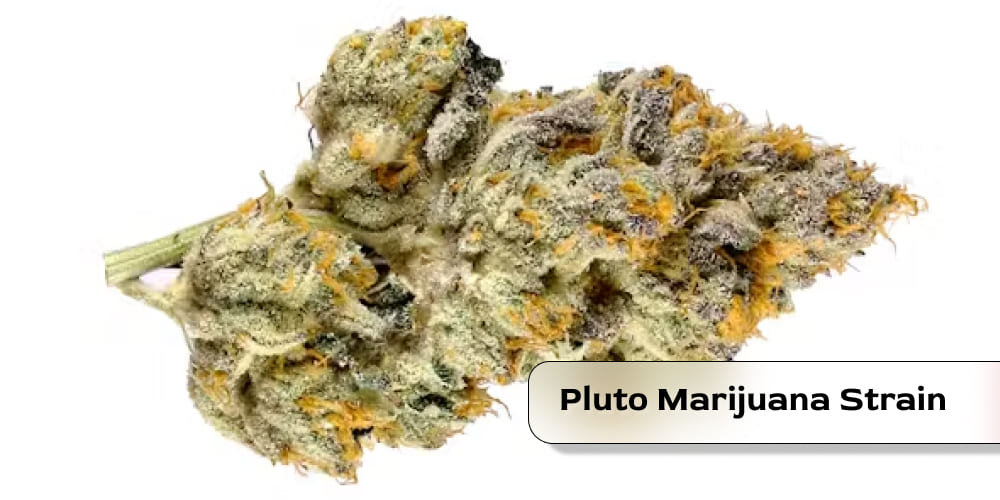 Colorful purple and green Pluto marijuana buds with orange pistils