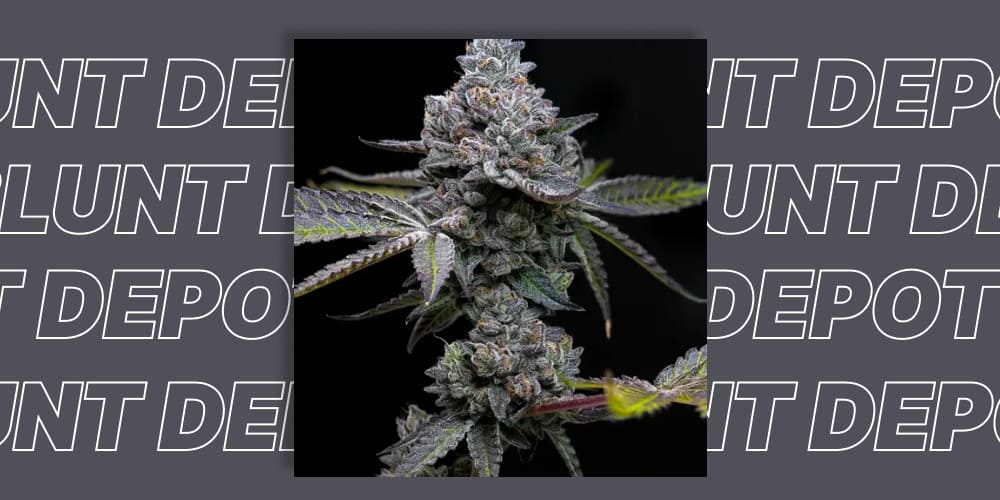 Apple Fritter weed strain nugs with green and purple coloring