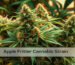 Apple Fritter Cannabis strain