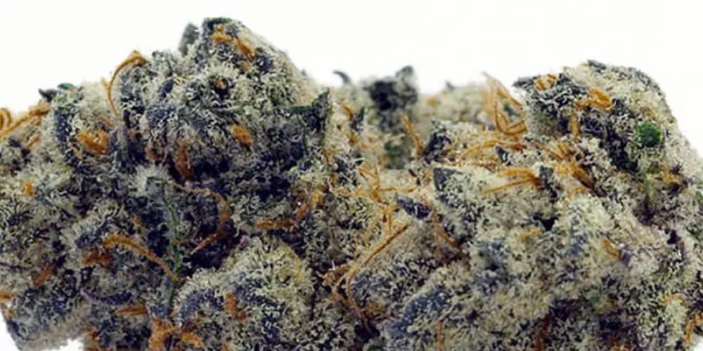 Glass jar filled with Apple Fritter marijuana buds