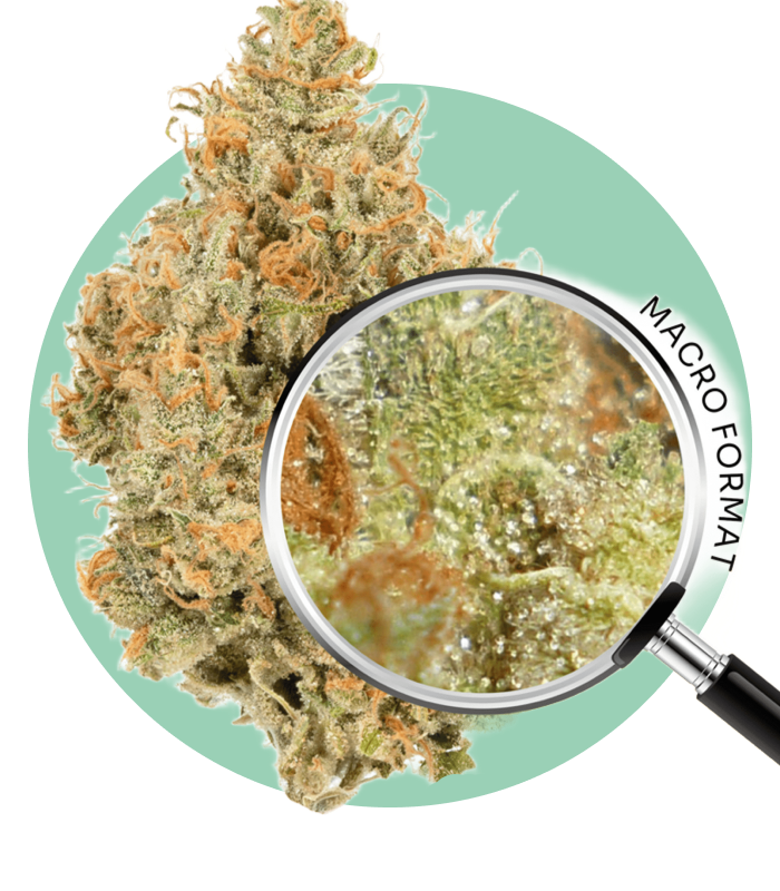 Super Silver Haze