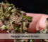 Reggie Weed Strain