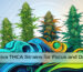Sativa THCA Strains for Focus and Day Use