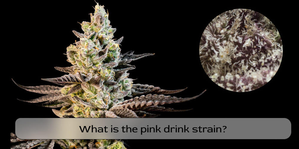 What is the Pink Drink strain
