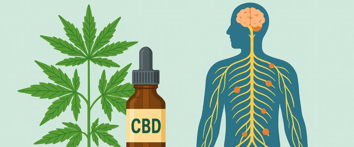 Diagram of the endocannabinoid system’s role in multiple sclerosis