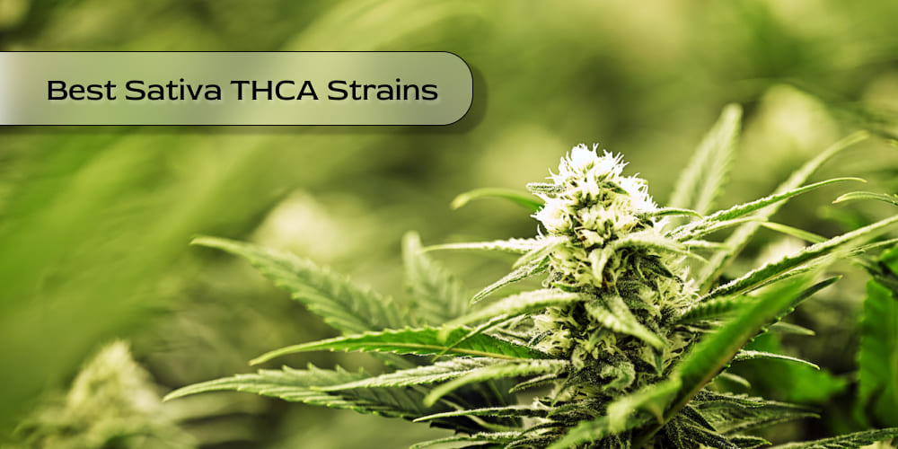 Jack Herer THCA sativa buds with visible trichomes