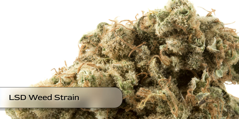 LSD Weed Strain stored in a clear glass jar for freshness