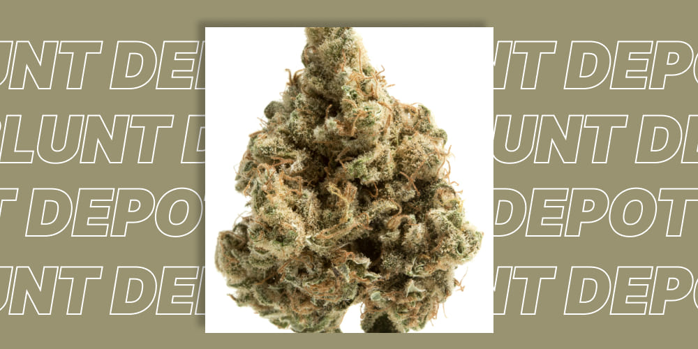 LSD Weed Strain bud held in hand to show size and structure