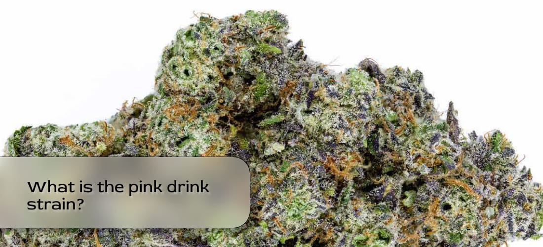 Pink Drink cannabis buds glowing under grow lights with visible trichomes